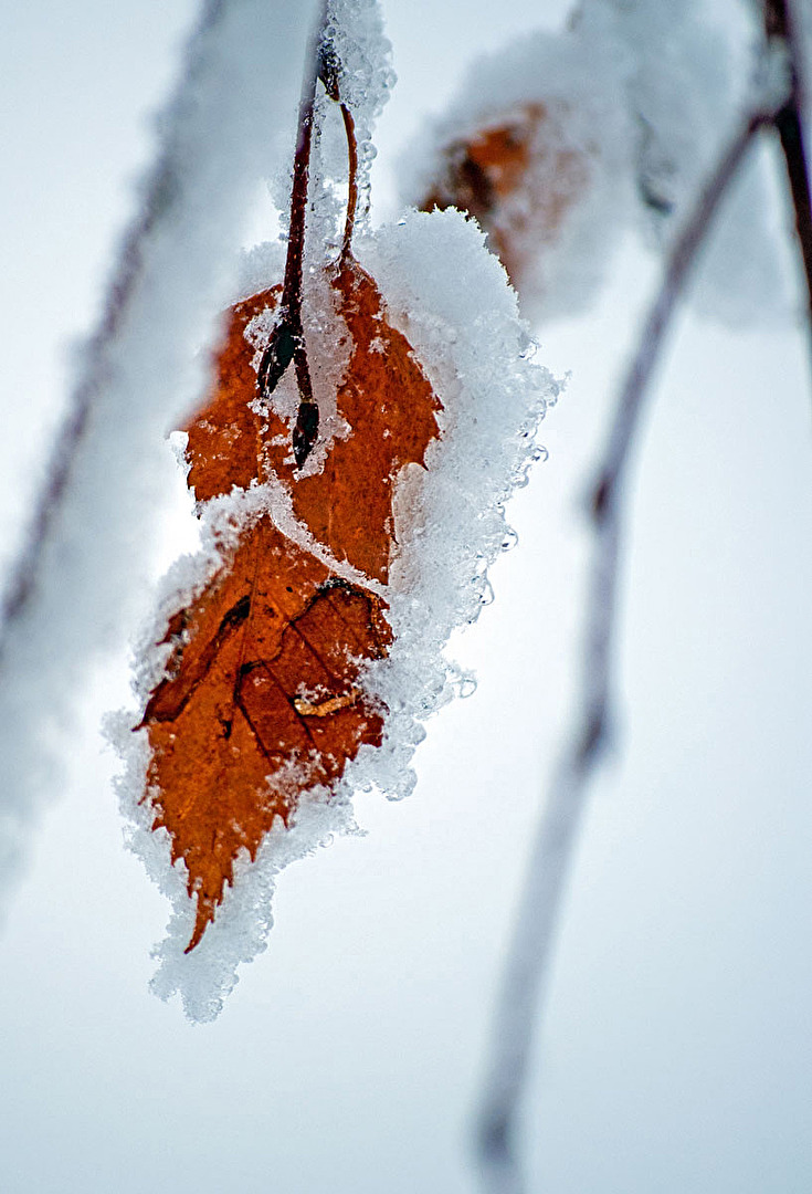 Birkenblätter im Griff des Winters...