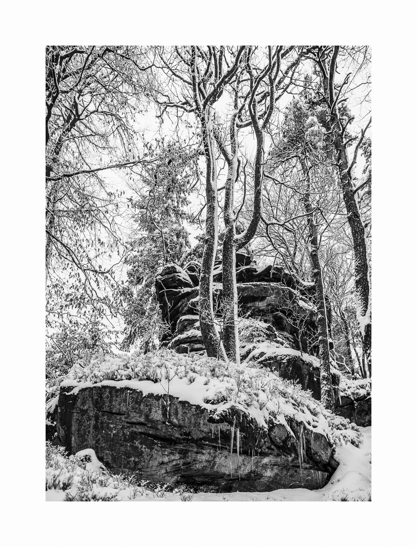 Winterwald auf dem Rehberg