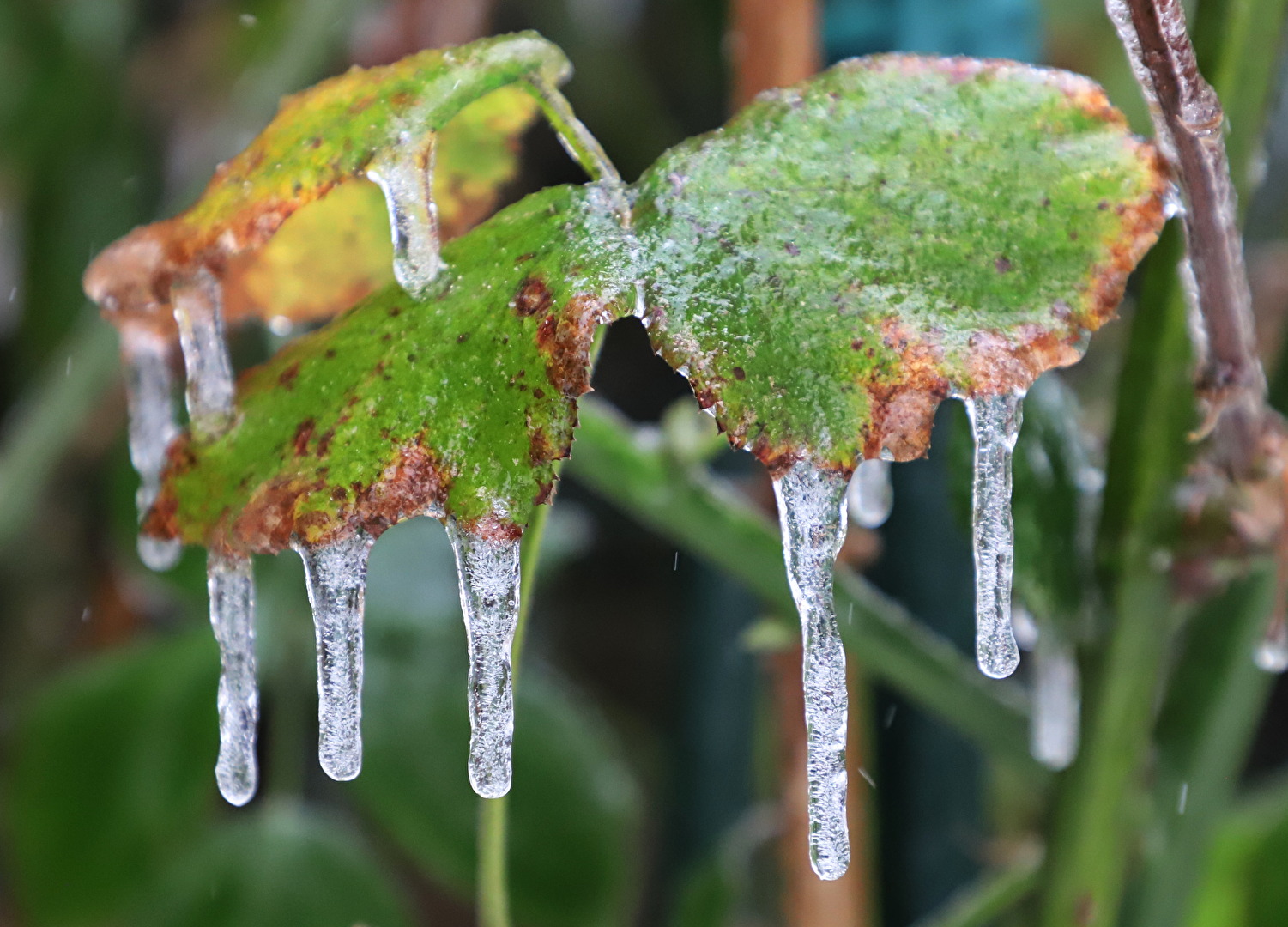 Nach dem Eisregen