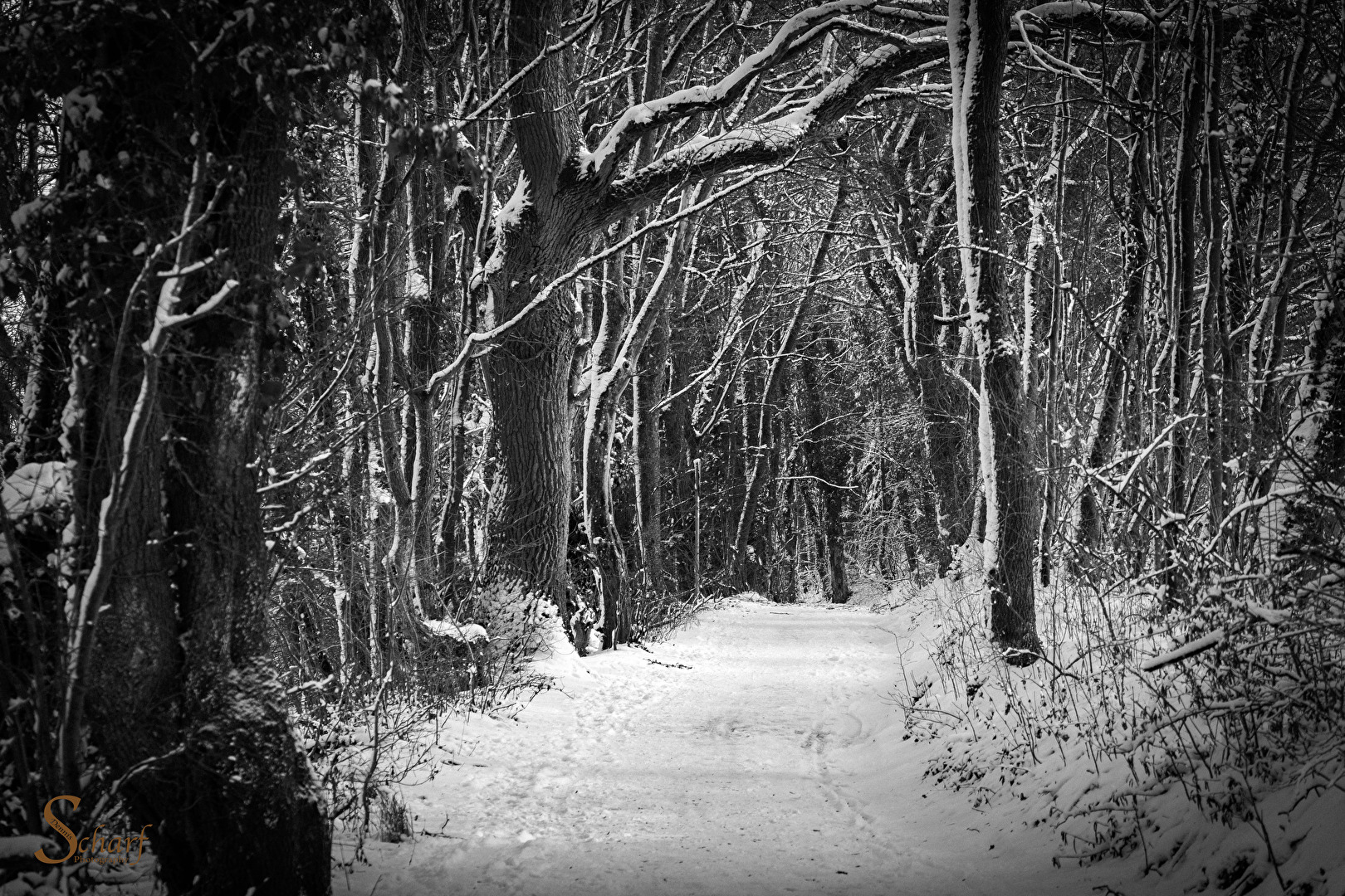 Weg in den Düsterwald