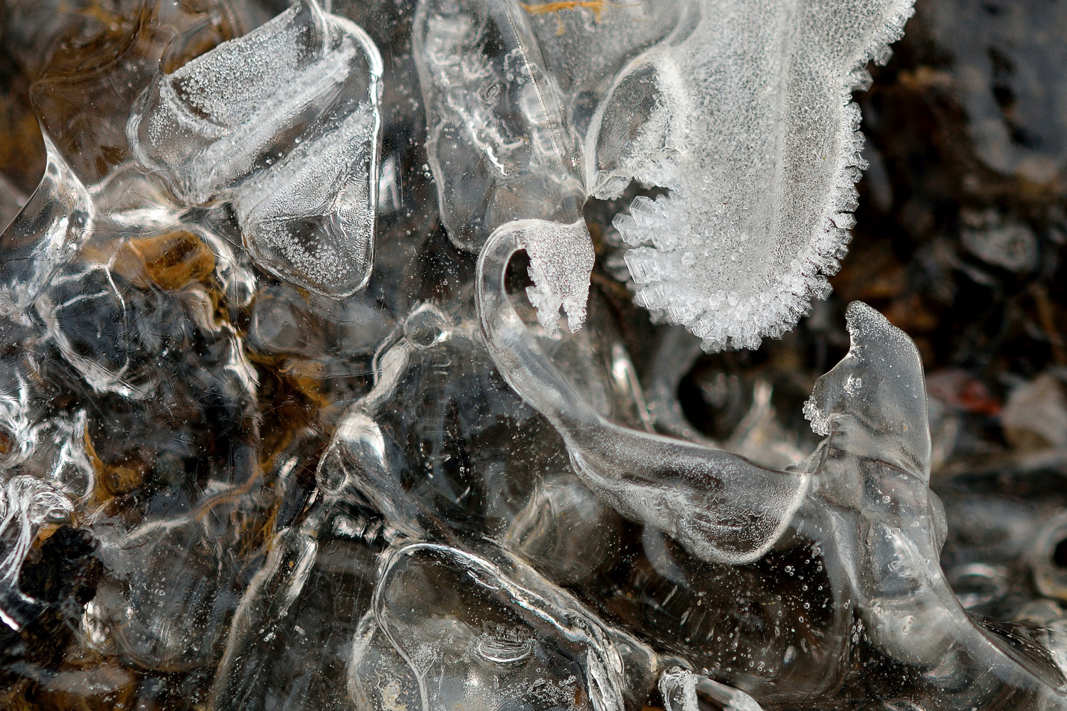 Eis  - Der Panther in der Pfütze