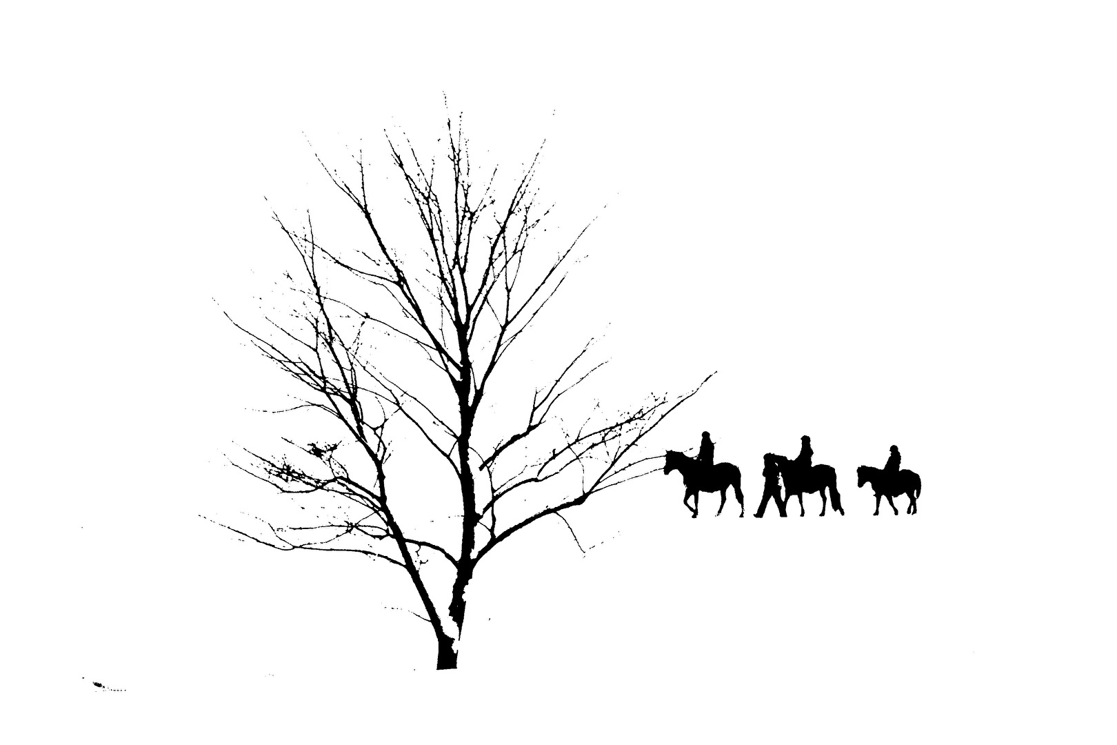 black horses