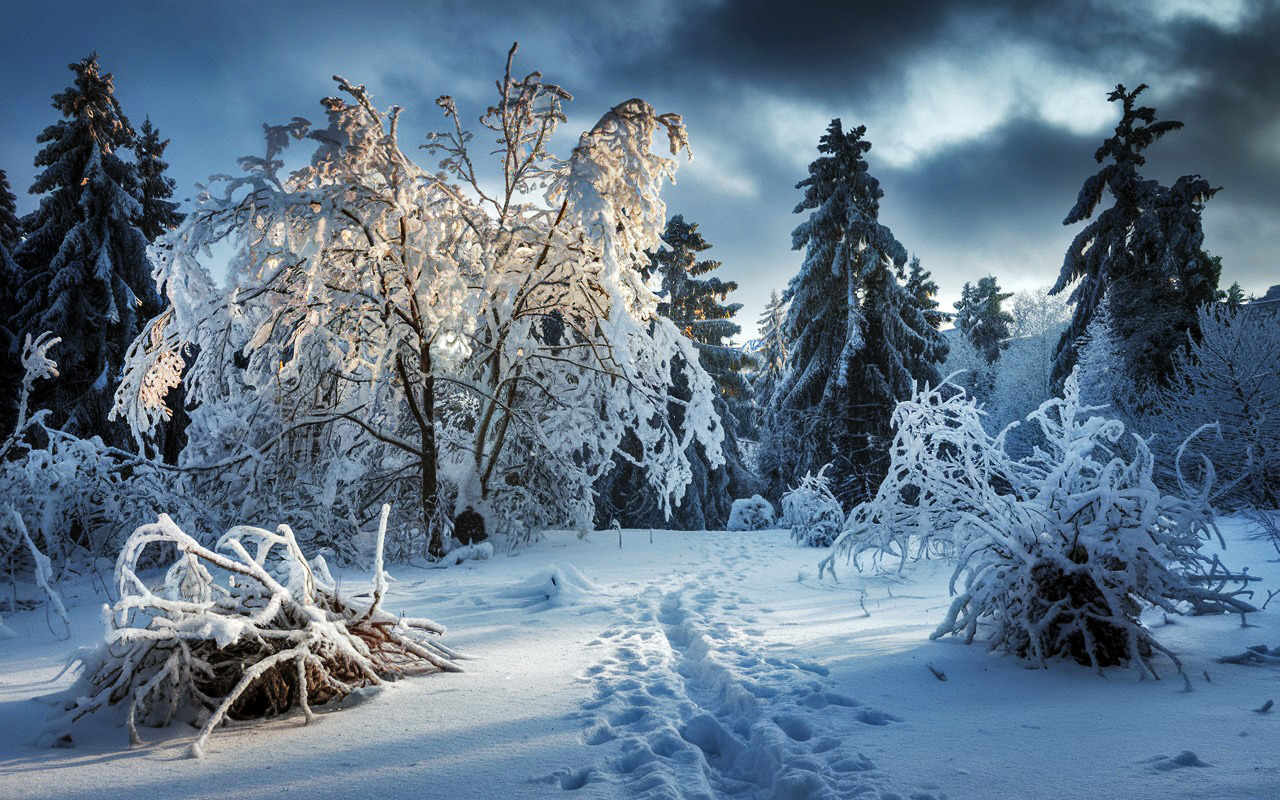 #Winterwald
