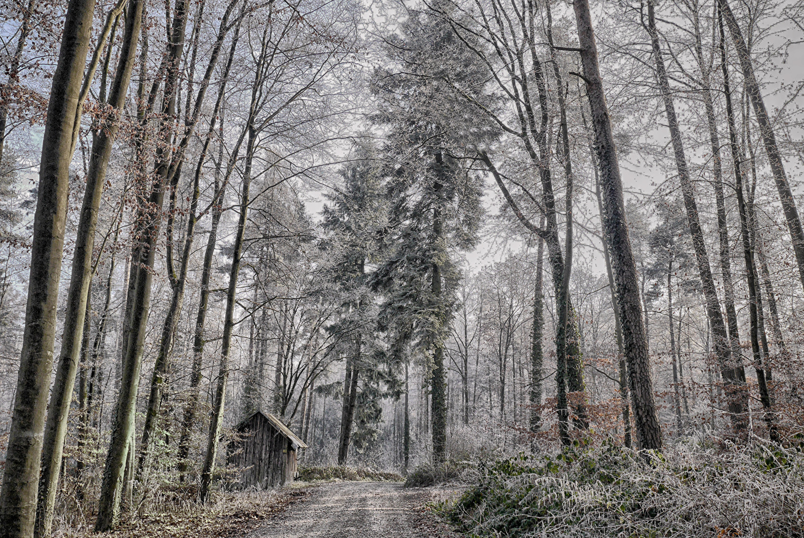 Winterwald