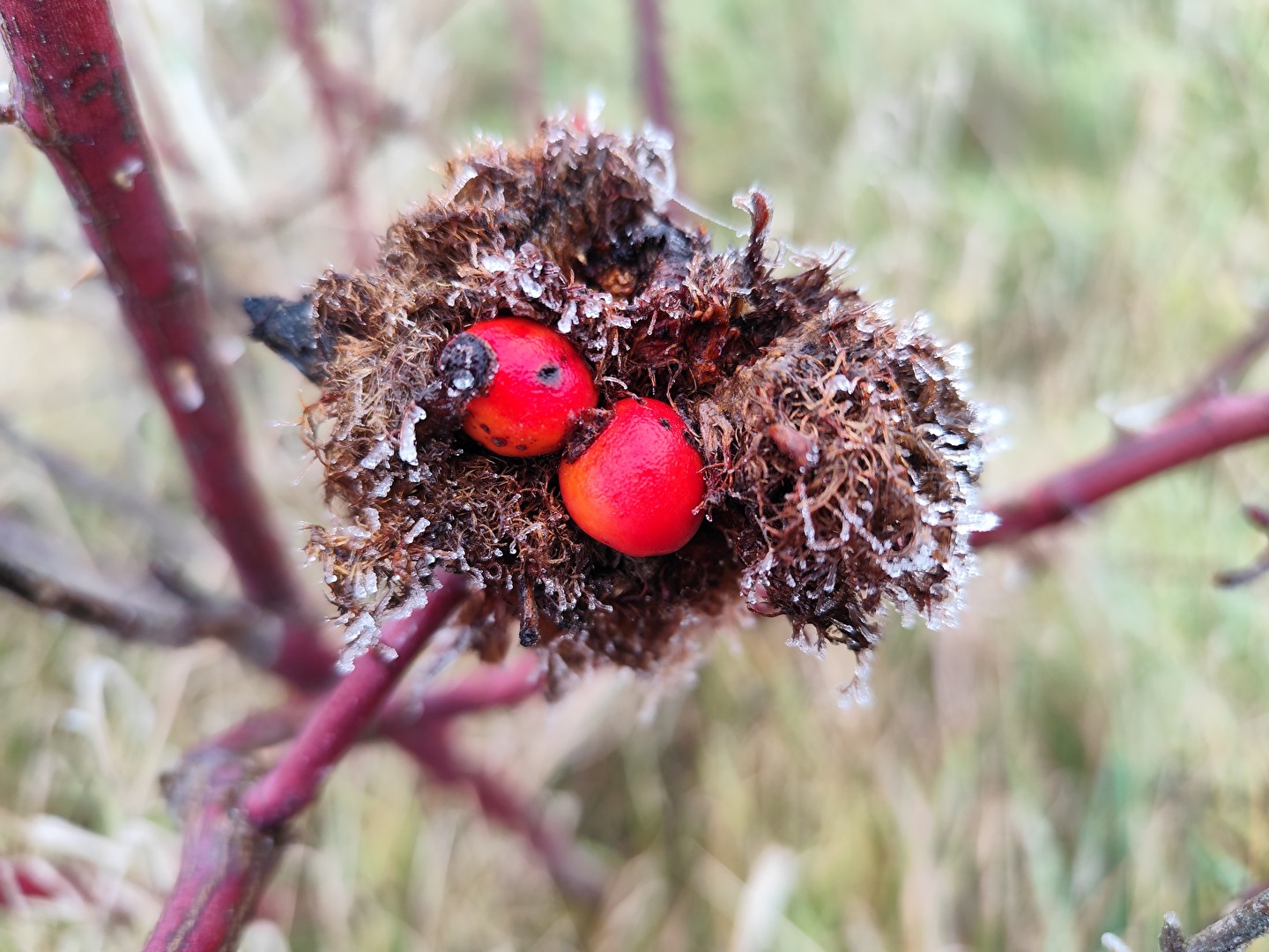 im Nest