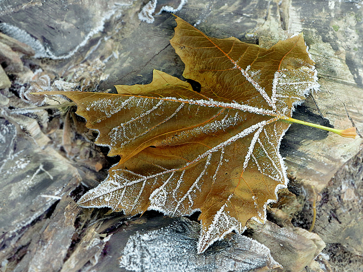 Winter
