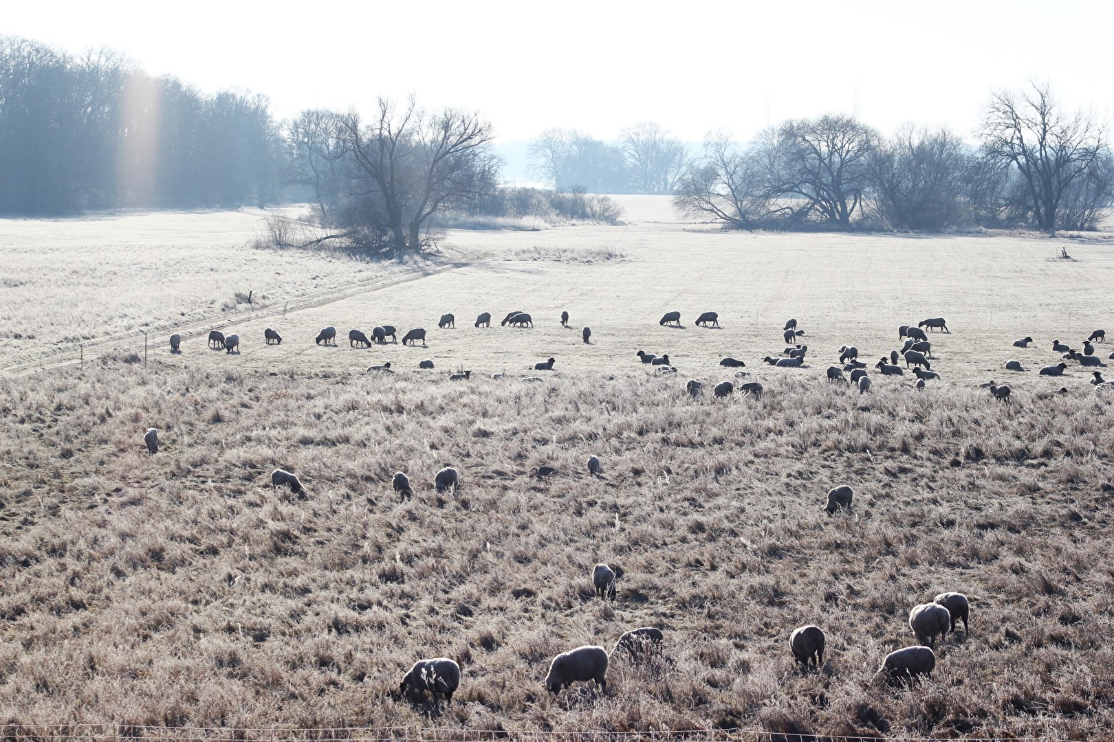 Schafherde auf den Elbwiesen