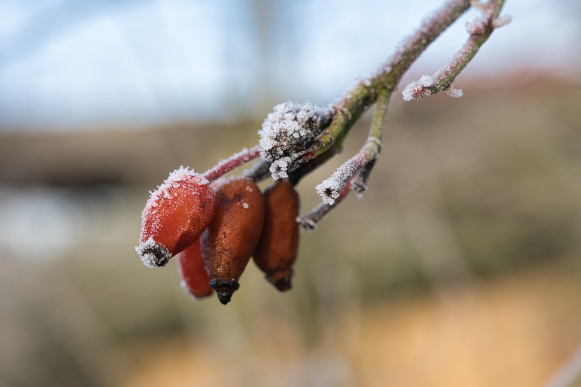eiskalte Hagebutte