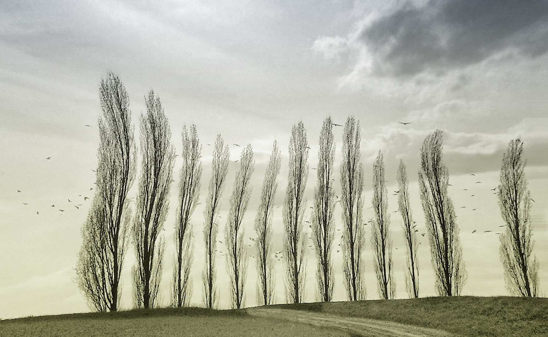 Wintertanz der Pappeln