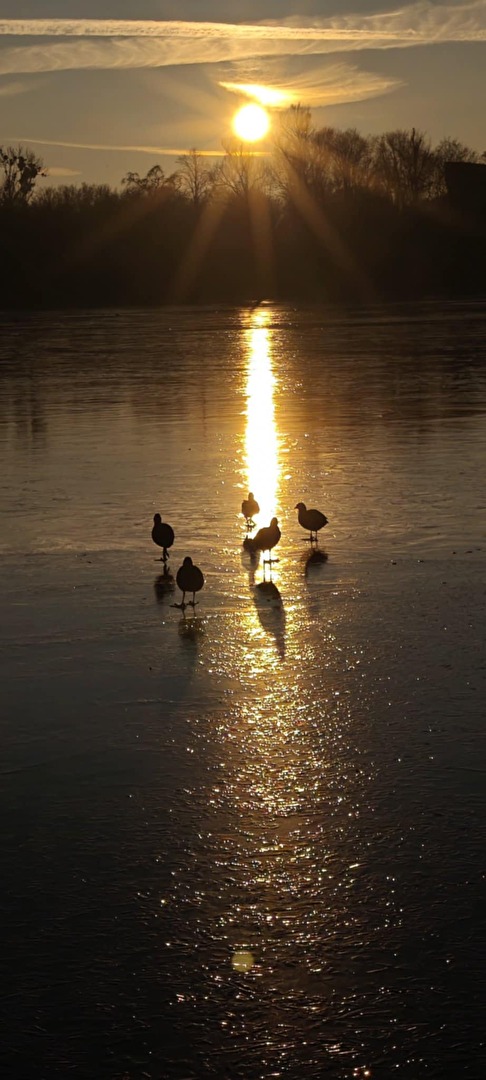 #enten #vögel #eis #winter #see #abendsonne