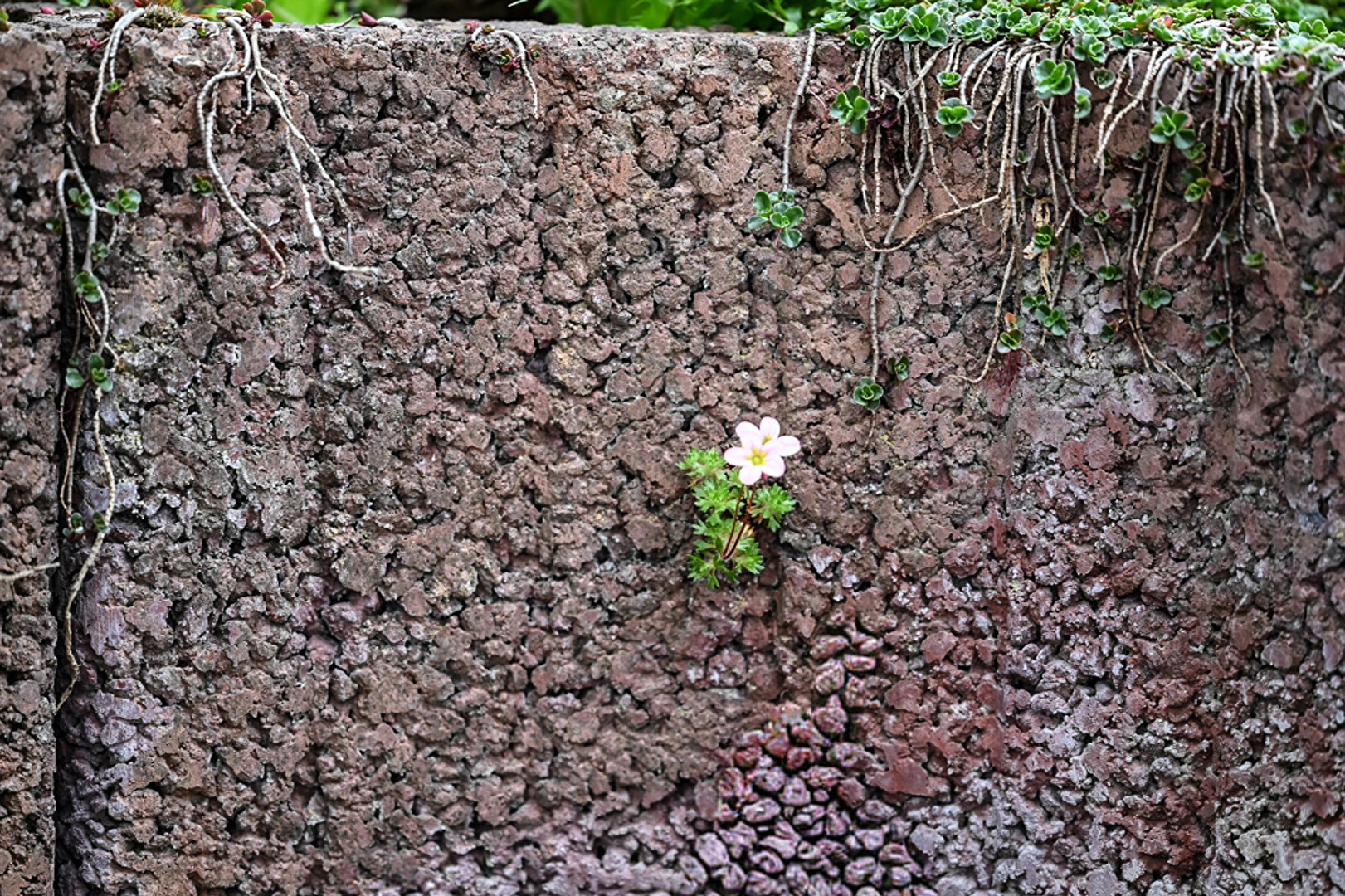 Mauerblümchen