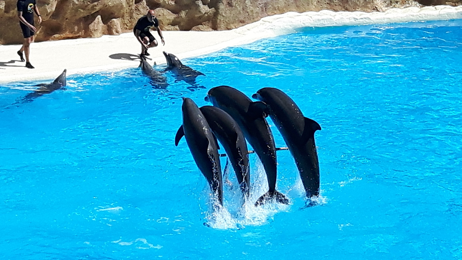 Tagesthema Wasser: Große Tümmler