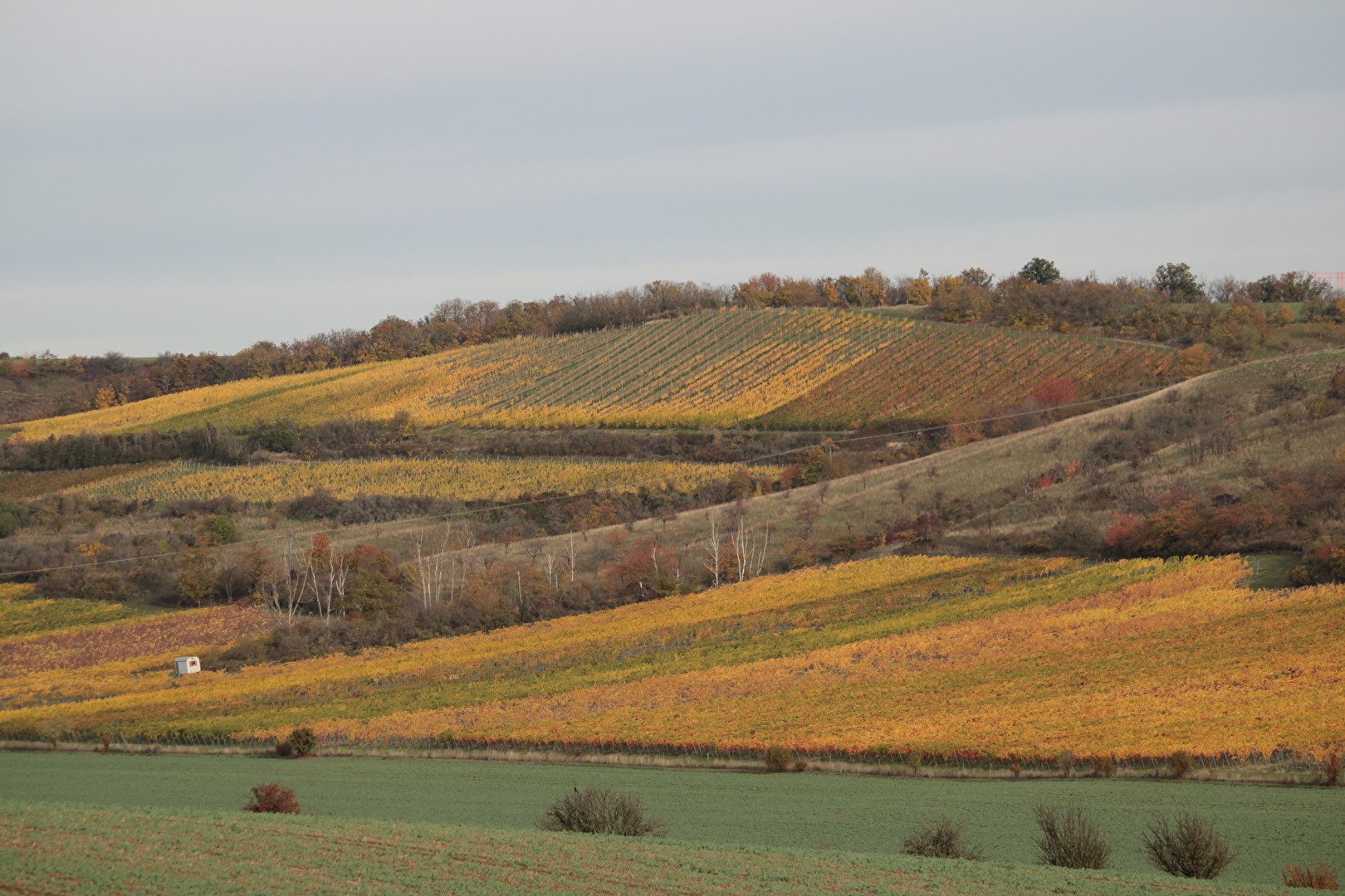 Die Weinberge