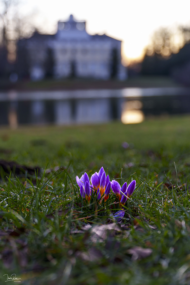 Erste Frühlingsboten im Wörlitzer Park