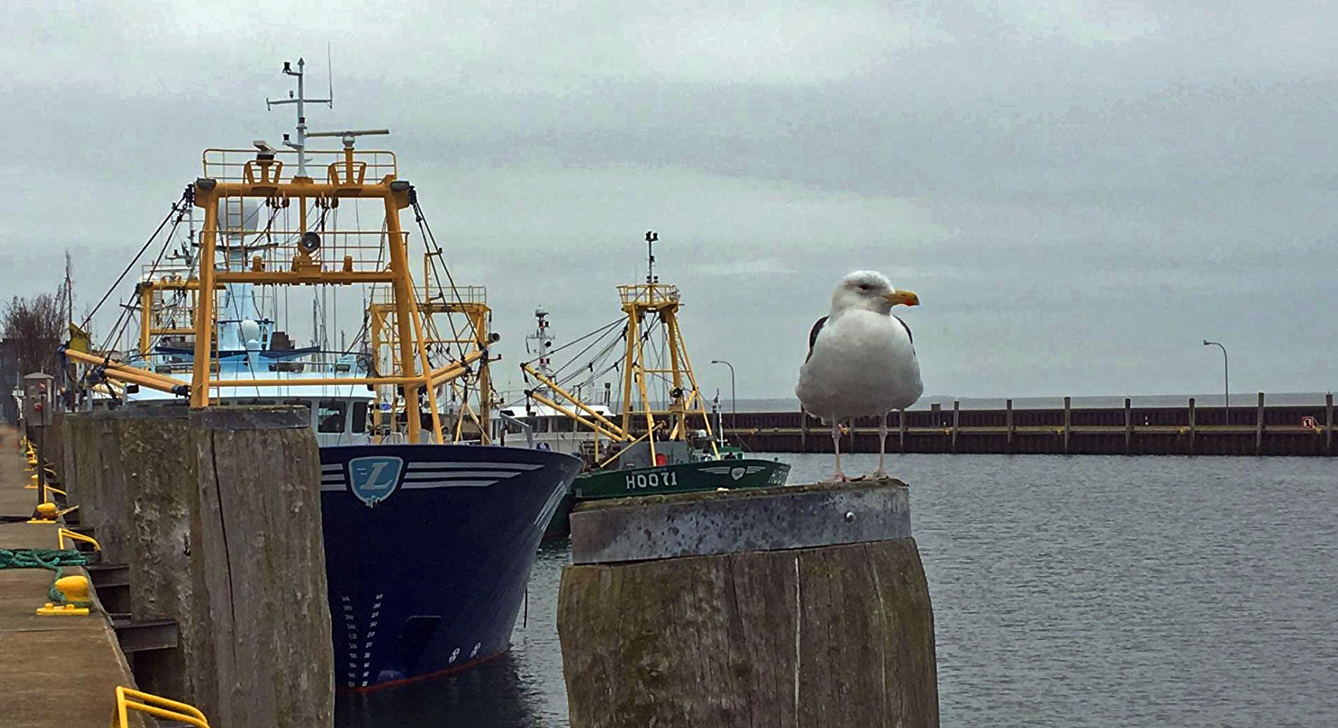 Möwe im Hafen