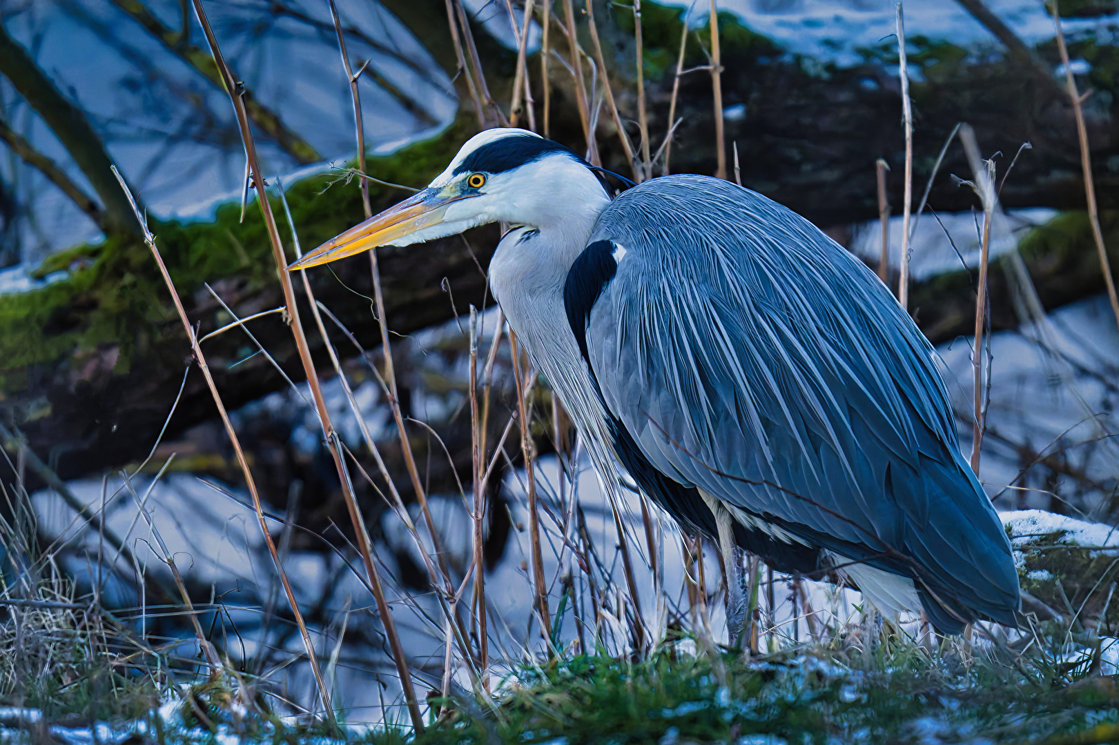 Graureiher bei Eiseskälte im Unterholz