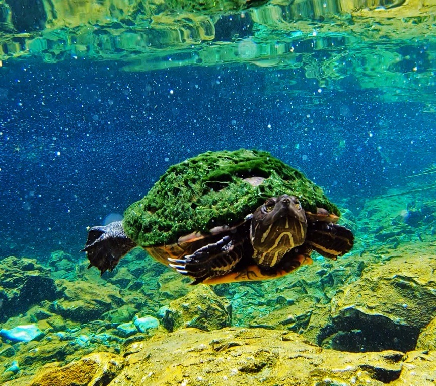 Rotwangen-Schmuckschildkröte