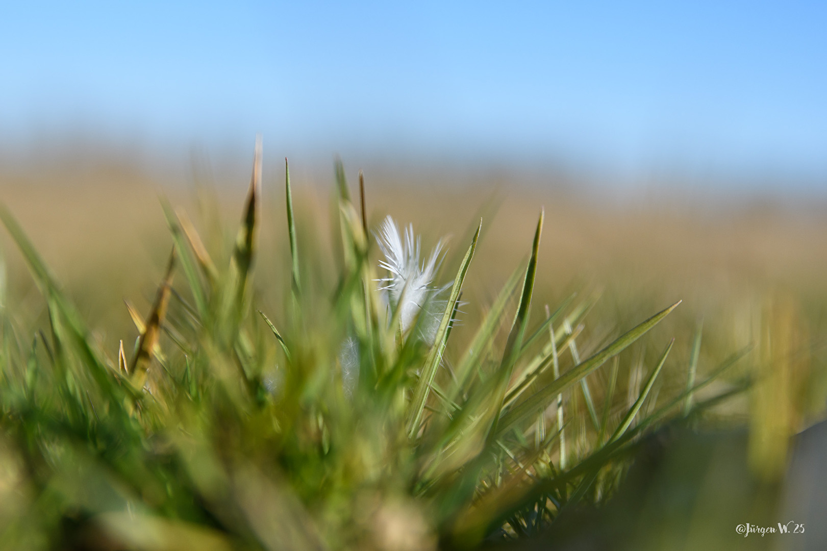 Aus der Sicht eines Frosches