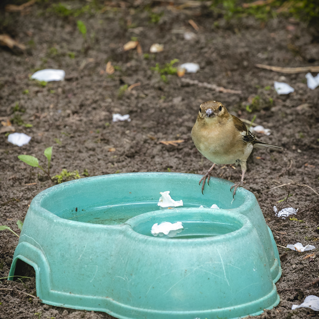 Wasser
