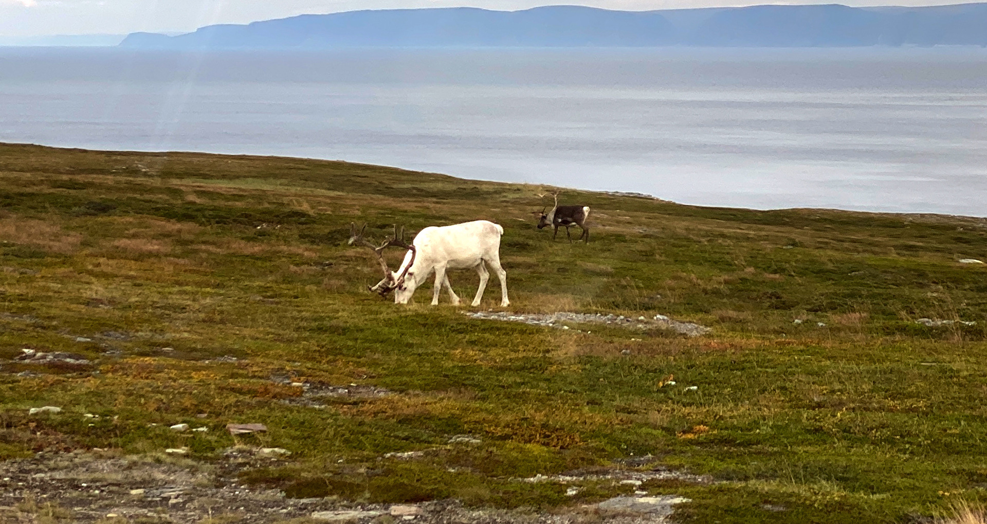 weisses Rentier in Norwegen