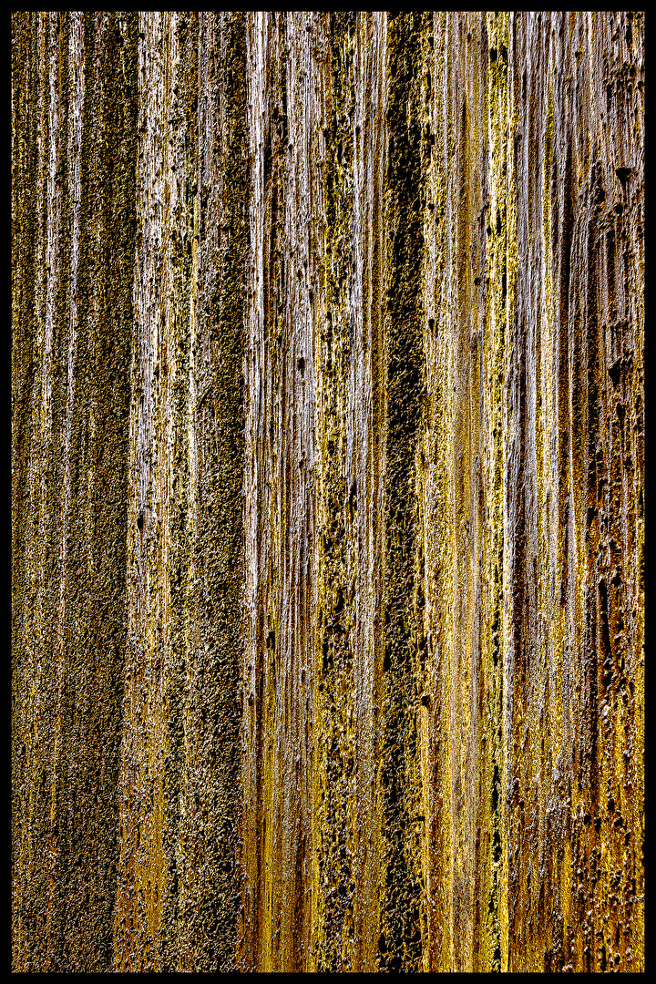Schwarzdorn am Gradierwerk