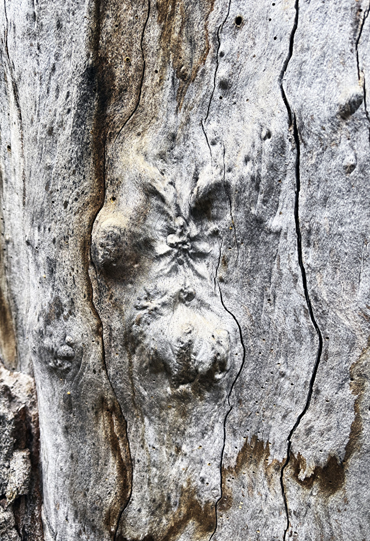 seht ihr dasselbe, was ich hier sehe; ein Gesicht?