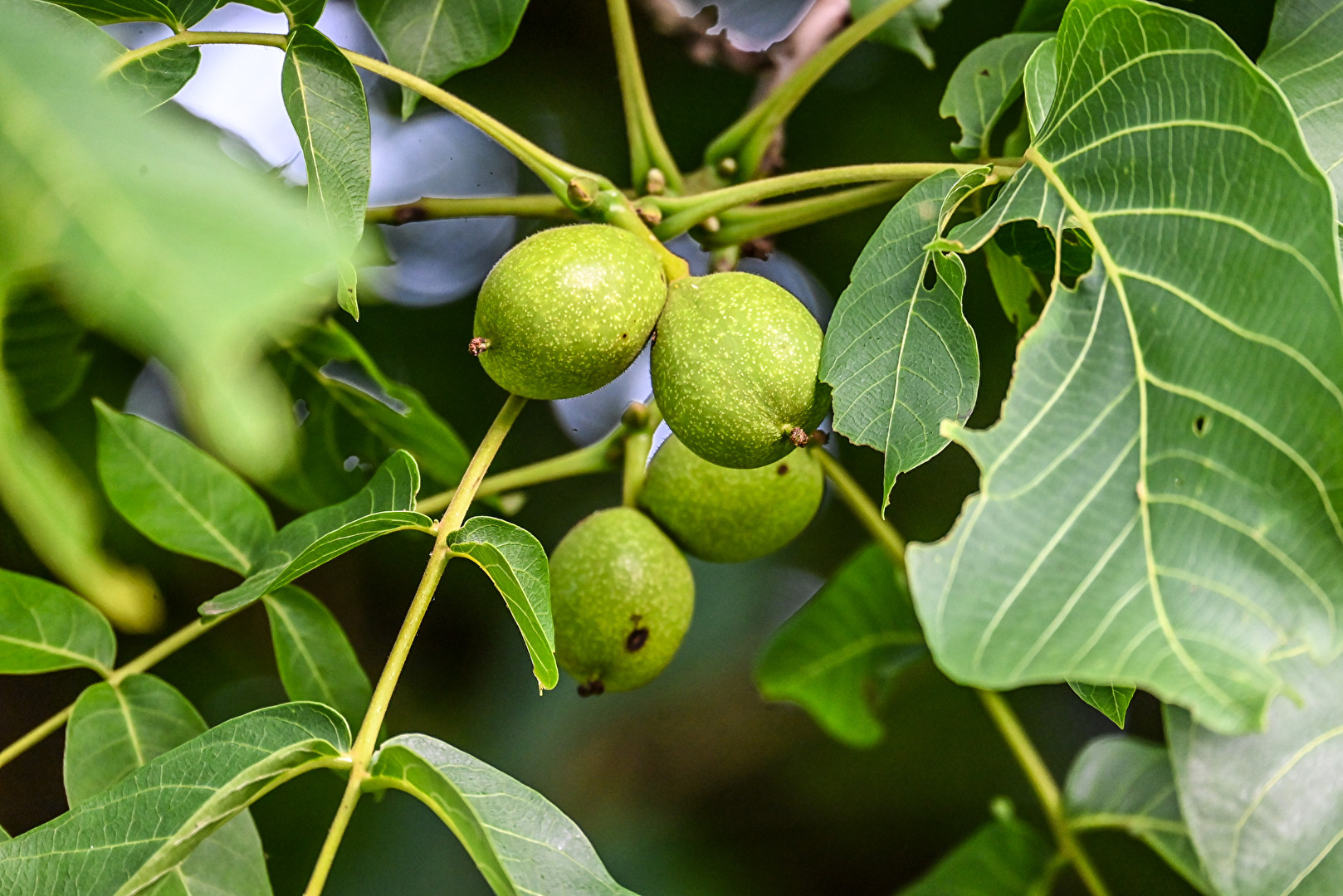 Unripe Walnuts