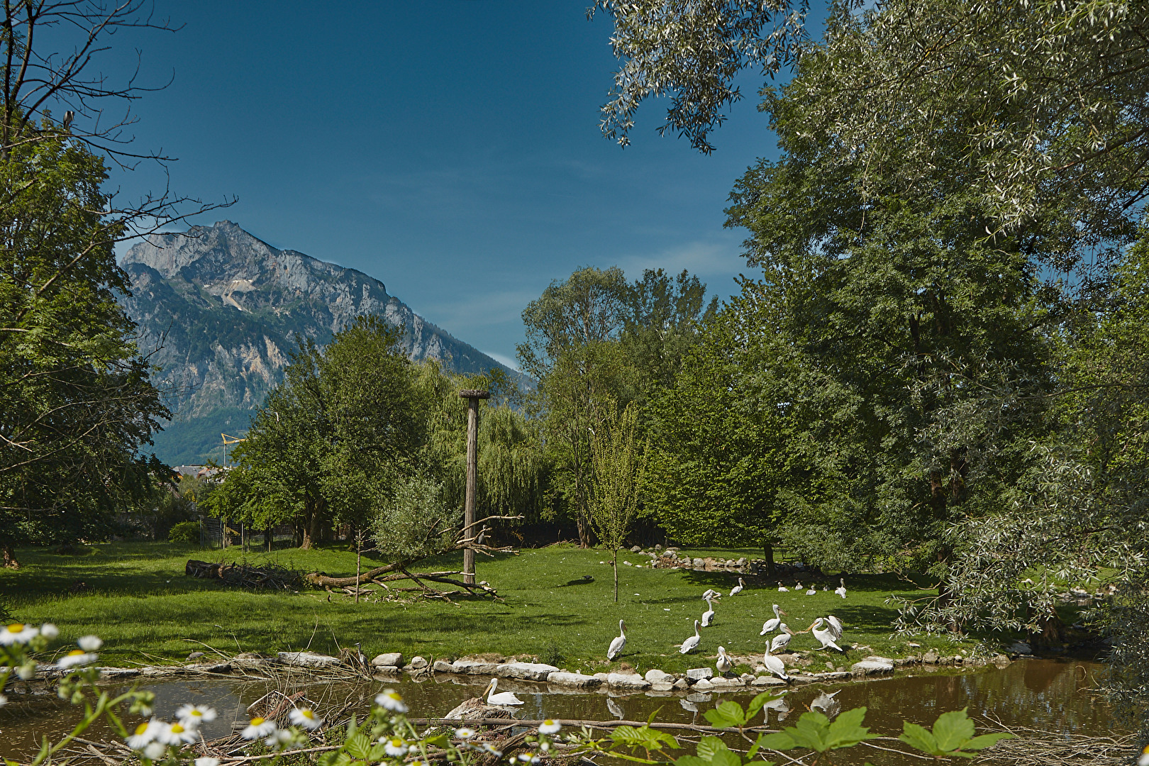 Pelikan Wiese im zoo Salzburg