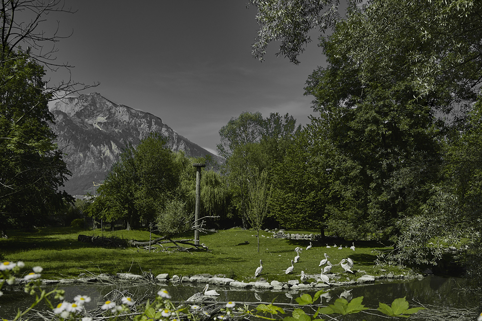 Pelikan Wiese im zoo Salzburg nur grün