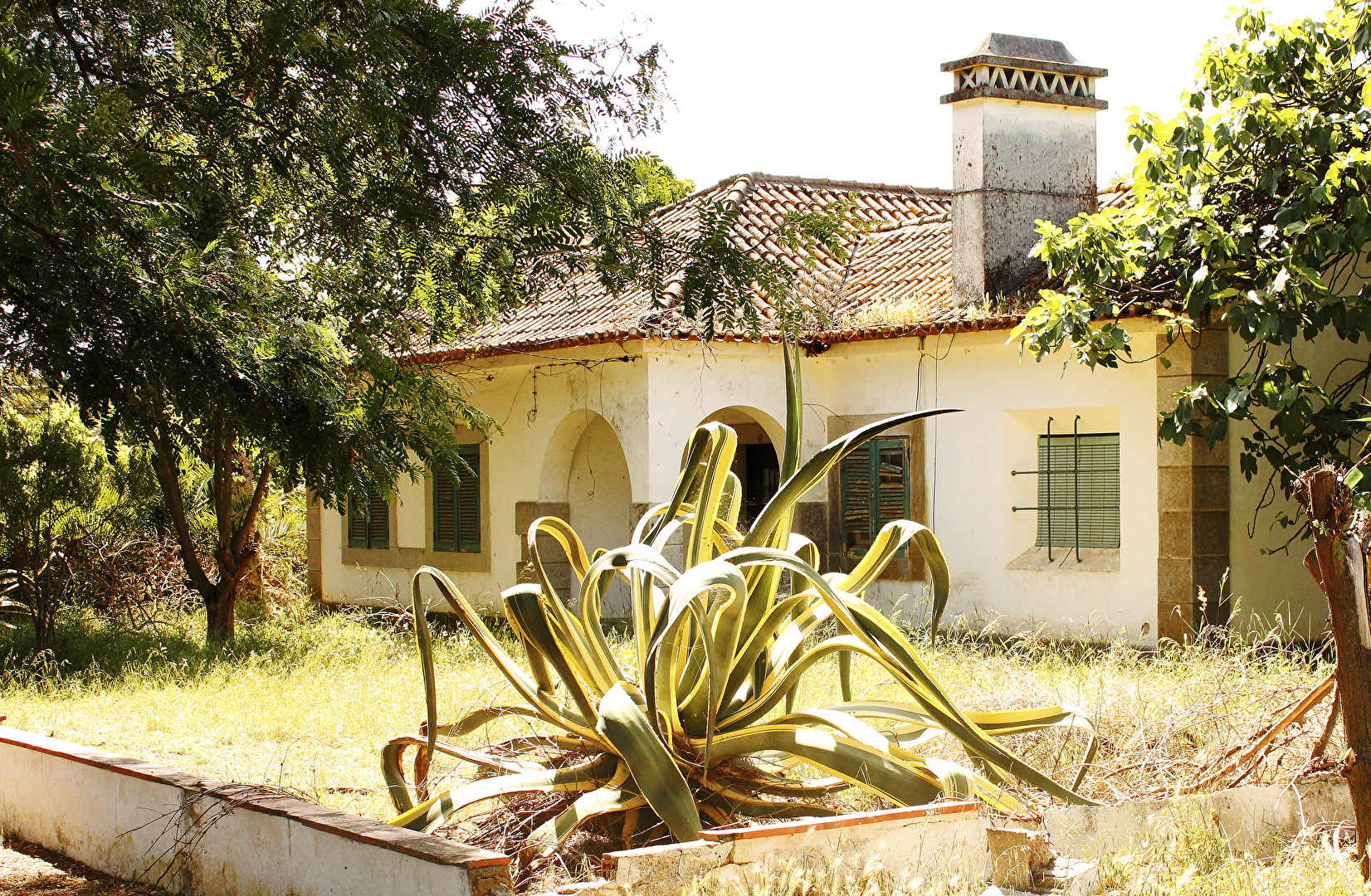 Aloe Vera in verlassener Villa
