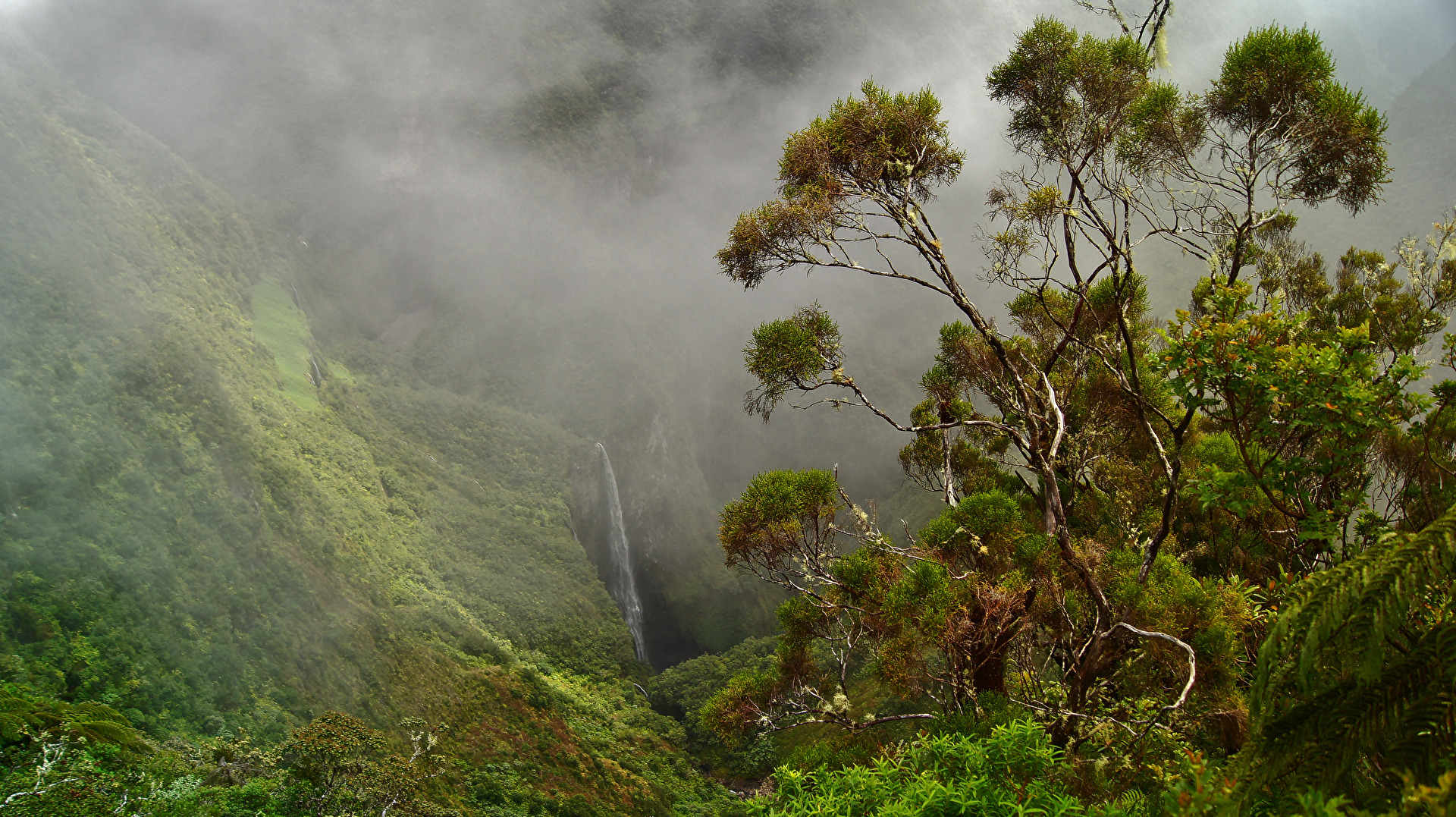 #Nebel - Trou de Fer, La Réunion