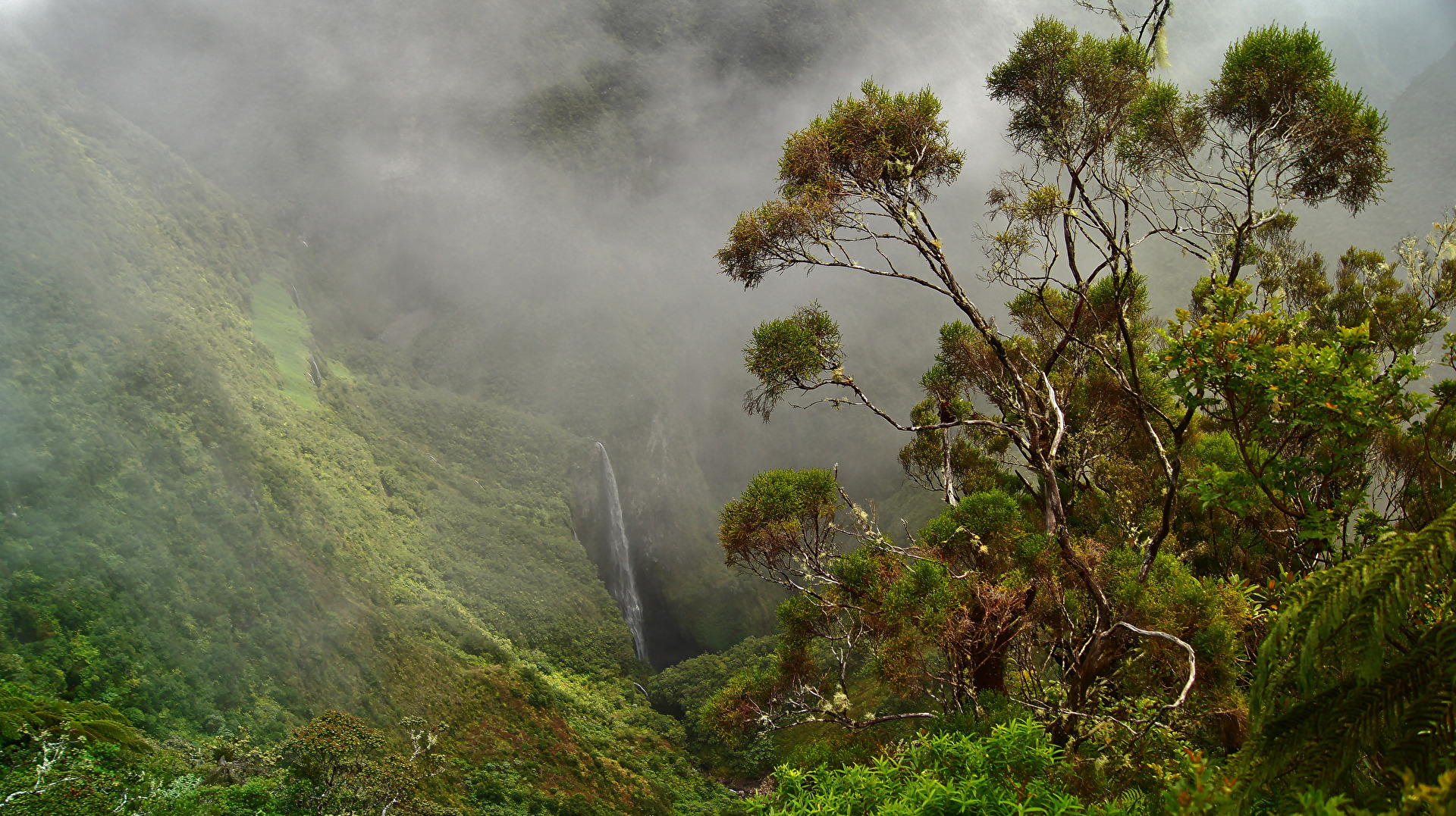 Nebel - Trou de Fer, La Réunion