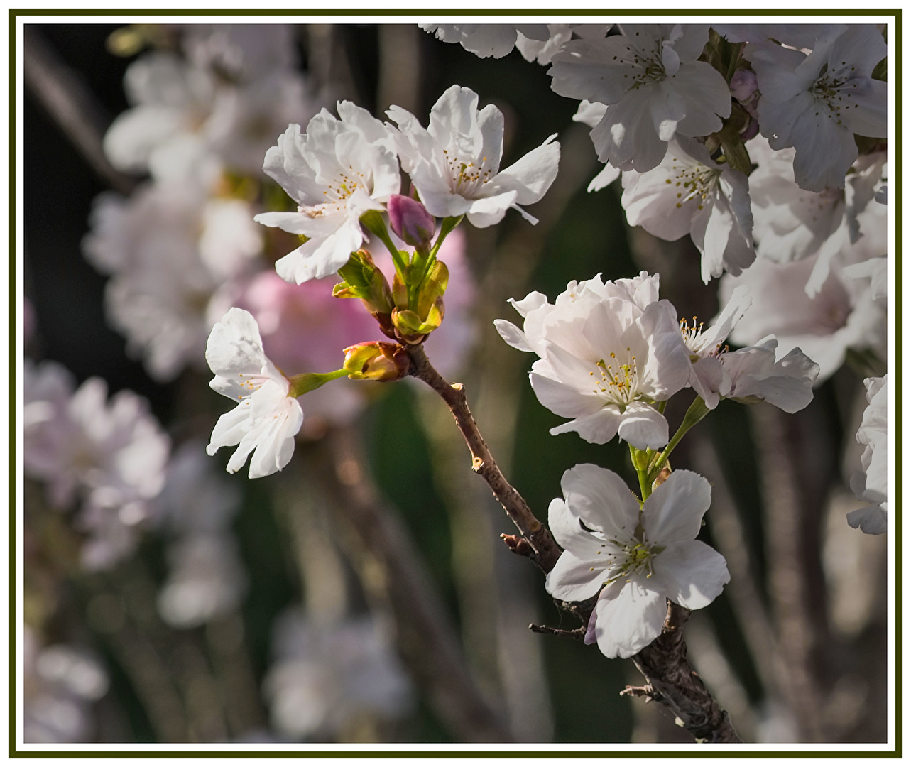 TEST  Von Erhard Facius für Erhard Facius