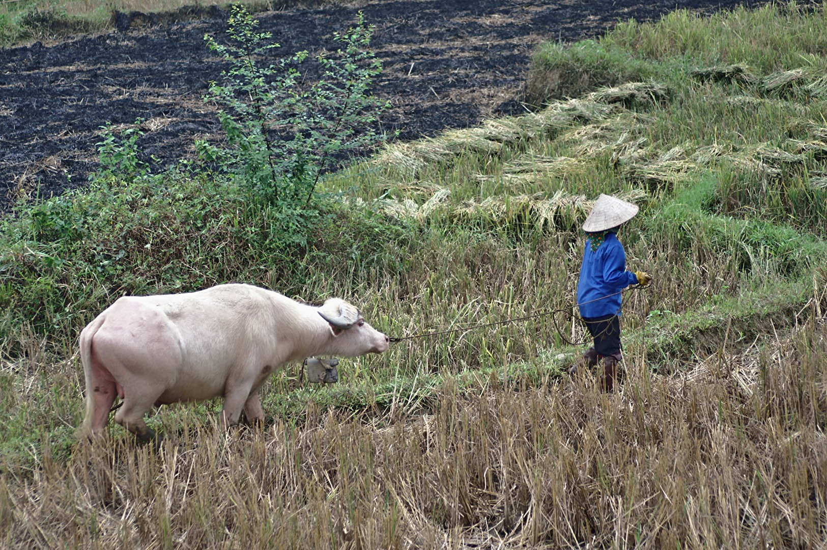 #Asien - bäuerliches Vietnam am Sông Hồng