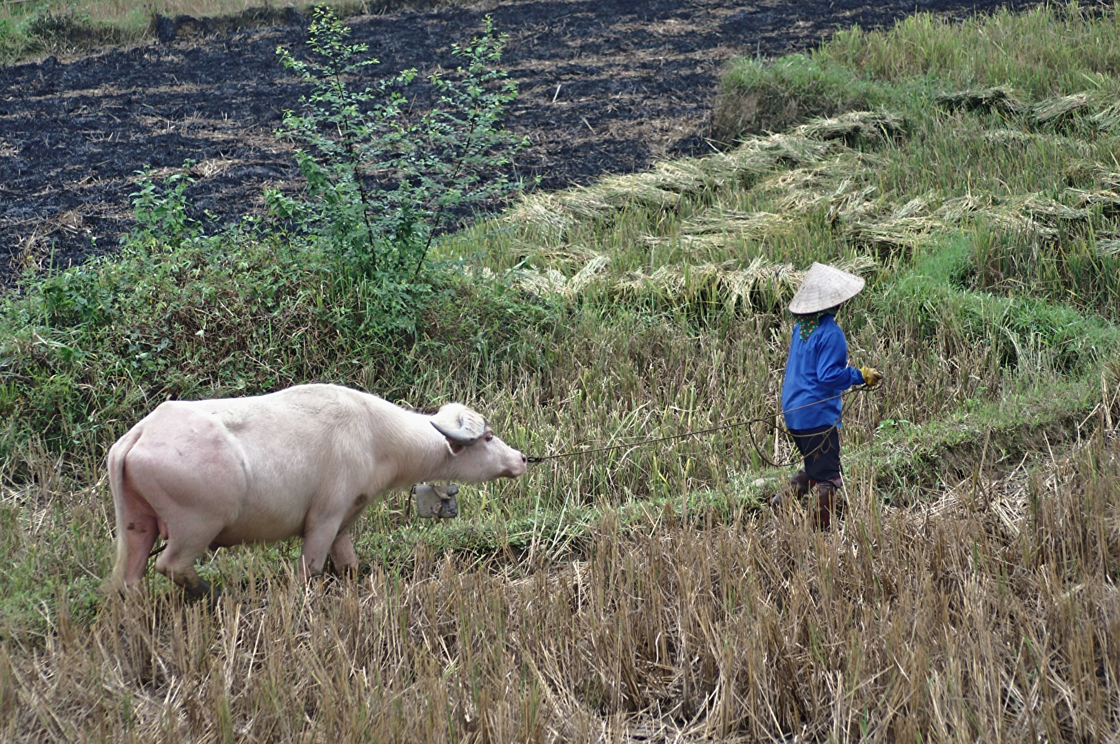 Asien - bäuerliches Vietnam am Sông Hồng