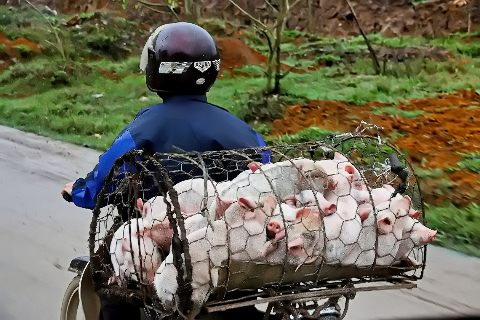 Arme Schweinchen!
