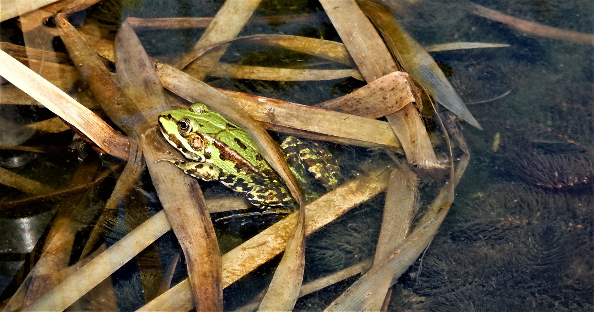 versteckt und doch entdeckt