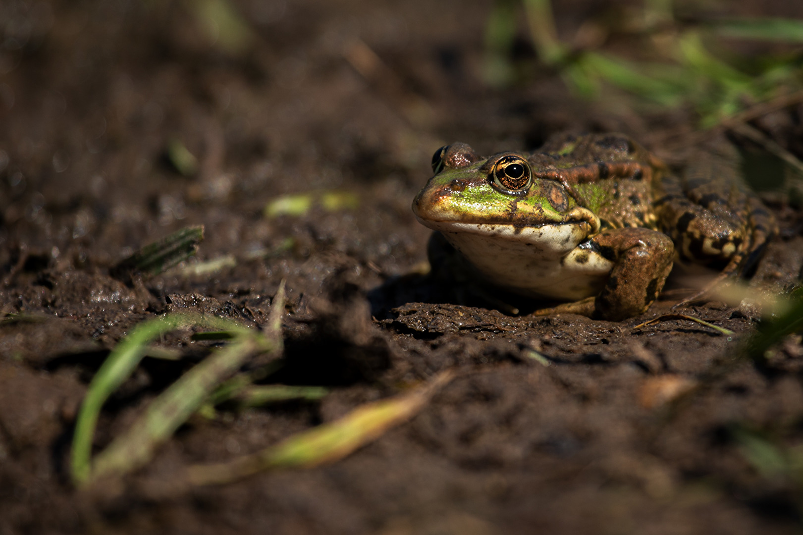 Wasserfrosch