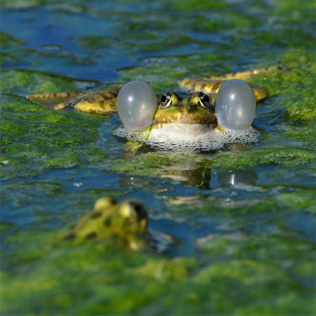 " Froschkonzert "