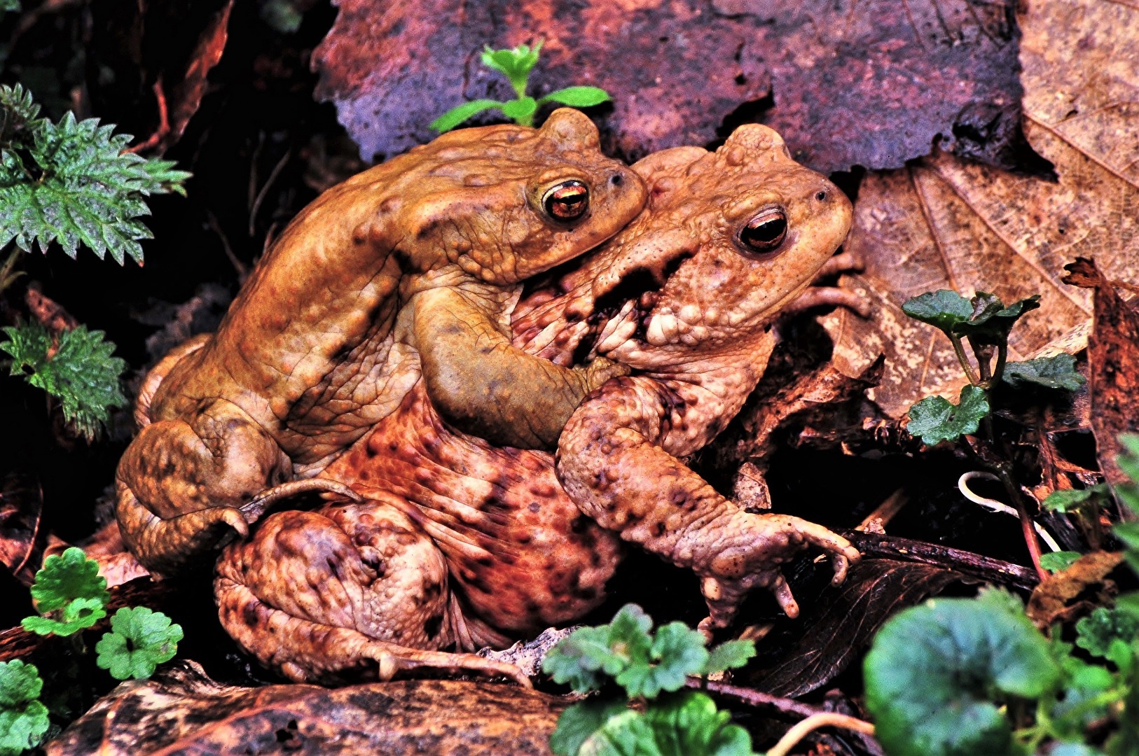 " Schnell zum Teich ! "