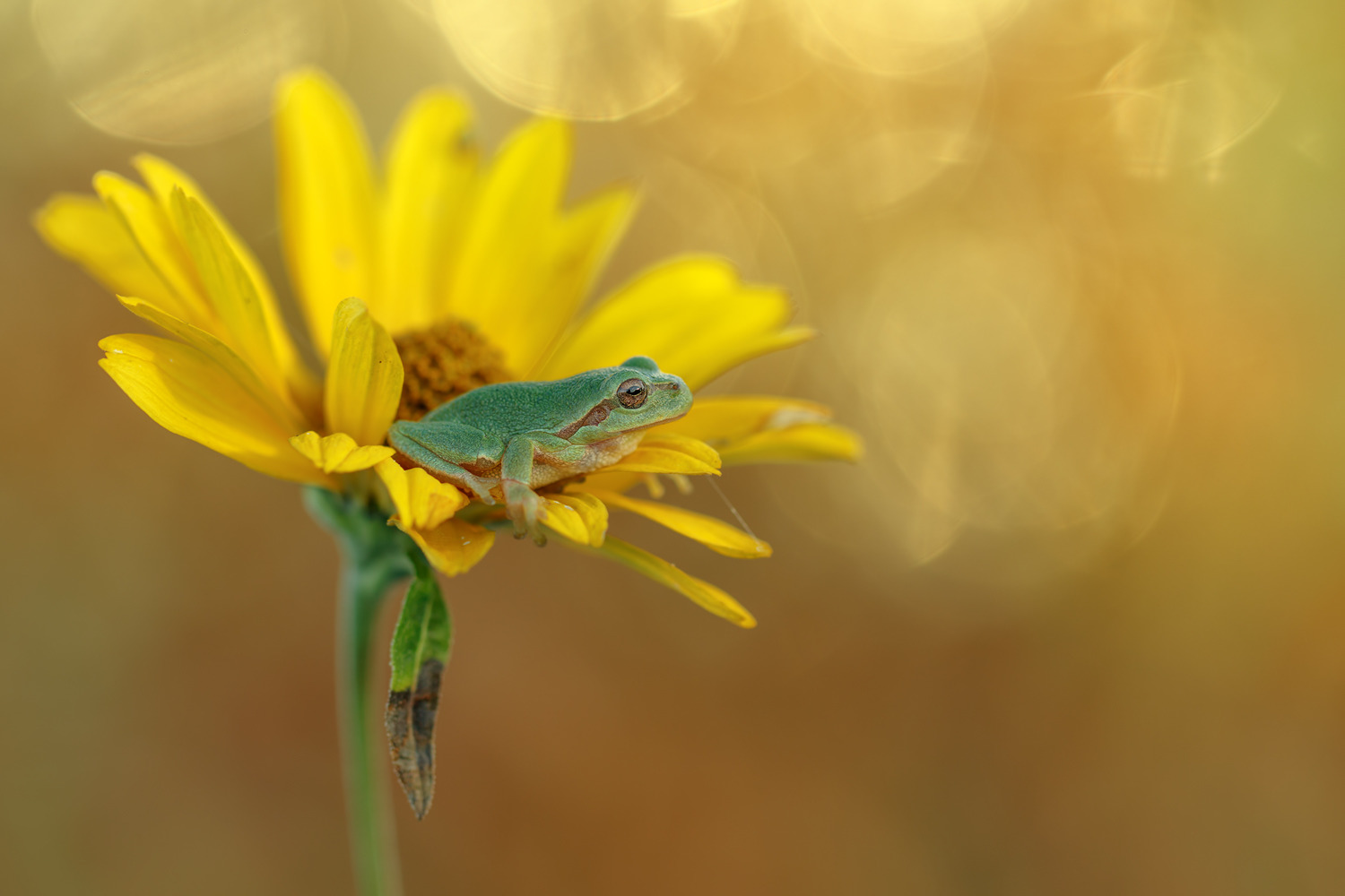 Europäische Laubfrosch