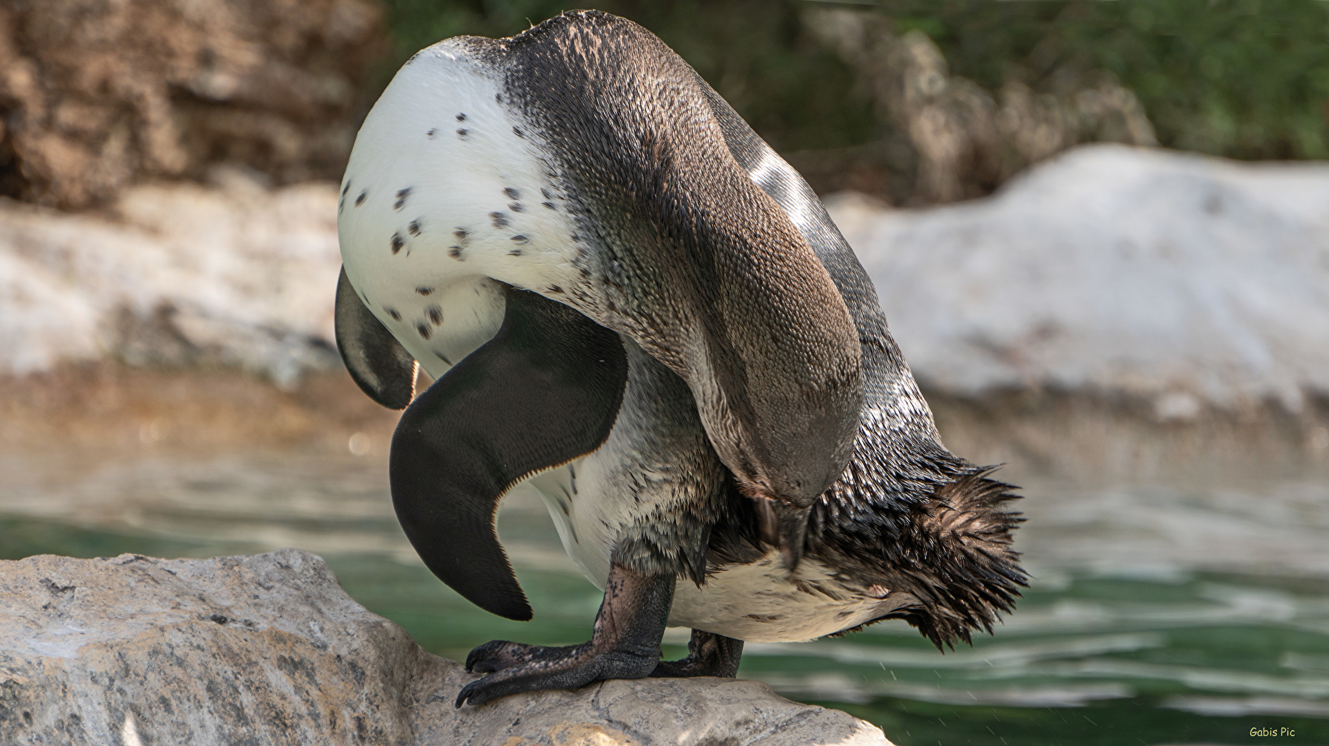 Pinguine