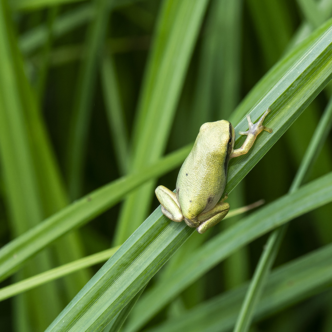 Laubfrosch mini..1,7 cm klein..