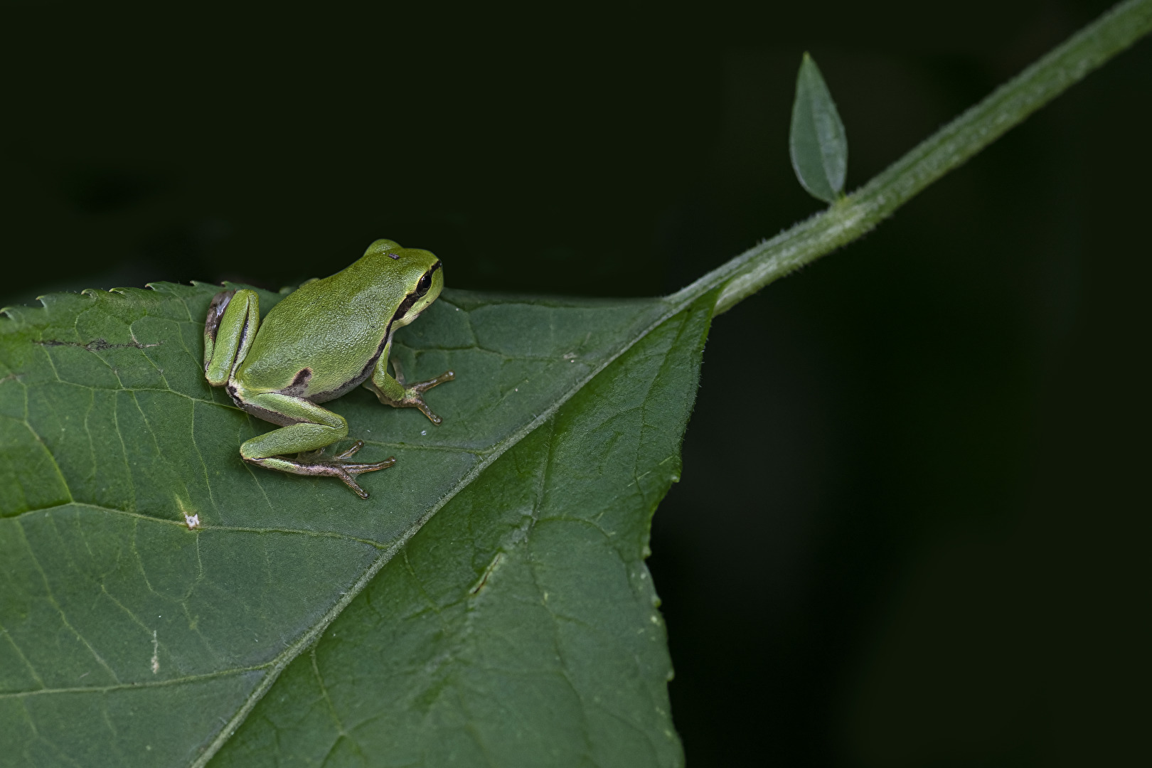 Laubfröschli..Mini..