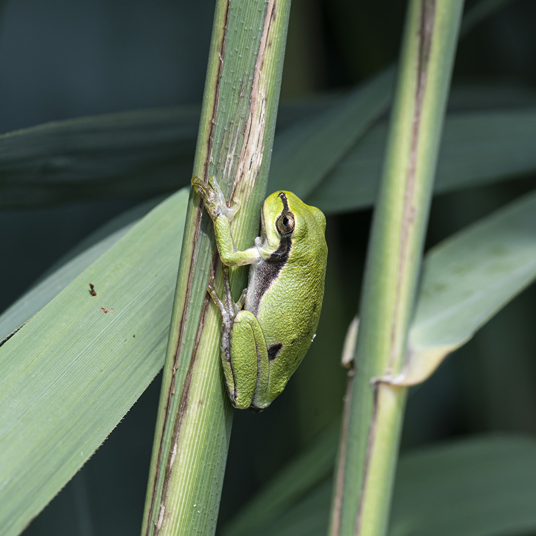 Laubfrosch...li