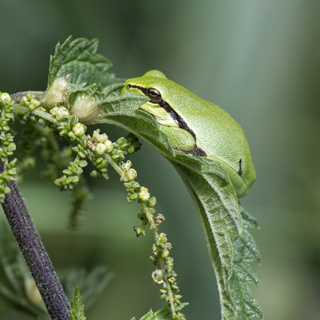 Laubfrosch...li