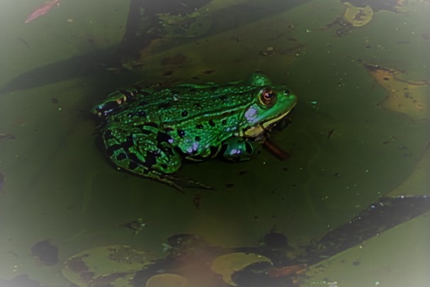 Wie wird das Wetter.