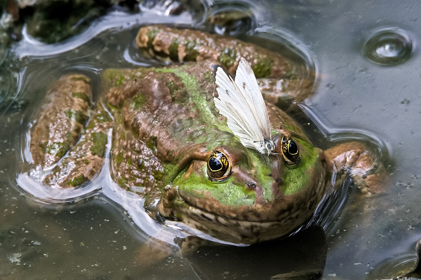 Frosch mit Besuch