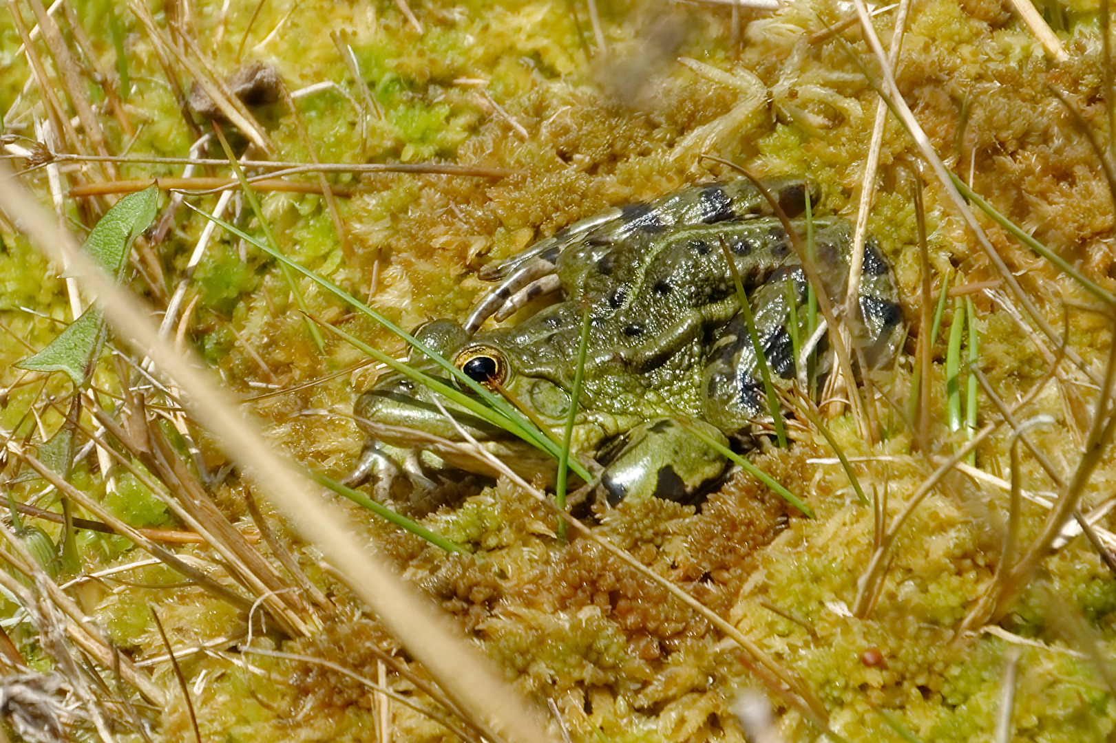 Frosch