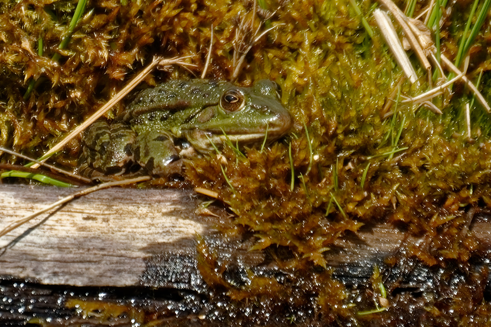 Frosch